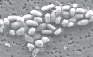 Colonie de bactéries vue au microscope électronique. Crédit NASA