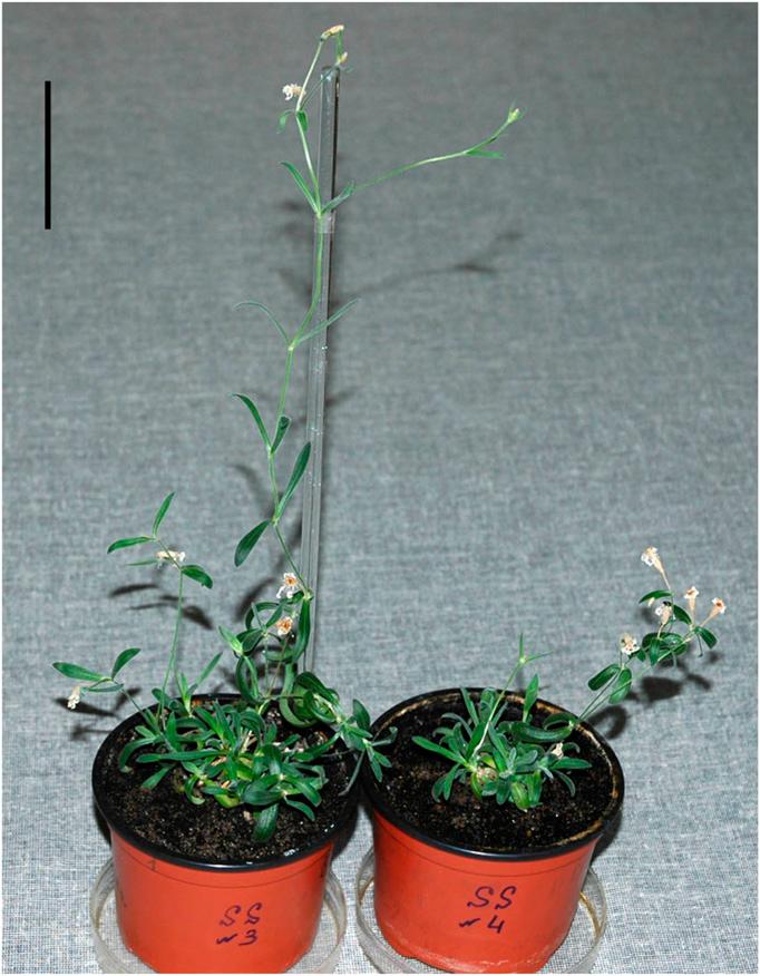 Plants en fructification de Silene stenopjylla régénérés à partir de tissus de fruits fossiles. La barre d'échelle mesure 50mm. Crédit PNAS.