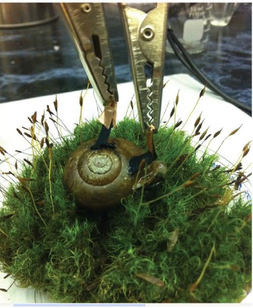 Fig1.Photographie d’un escargot avec deux électrodes biocatalytiques connectées par des pinces crocodiles au circuit extérieur. Crédit Jour. of Am. Ch.Soc. 1er mars 2012.