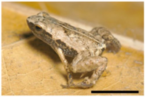 Fig.1 photographie d’une grenouille S. gardineri . La barre d’échelle mesure 5 mm. Crédit PNAS. Boistel. 