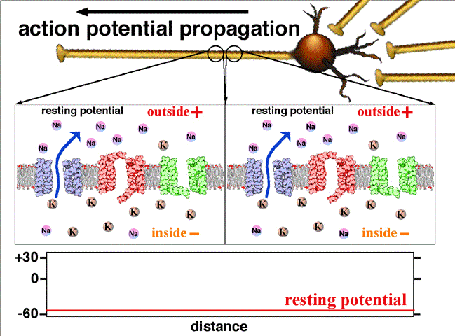 Fig.2. On y voit la propagation du potentiel d’action entre deux points d’un axone. Au repos le potentiel de l’intérieur de la fibre est négatif, -60 mV. L’entrée d’ions Na par un canal sodium en un point donné rend positif ce potentiel en cette région.. Traduction des indications : resting potential =potentiel de repos (en l’absence de signal nerveux) ; rising phase = phase d’augmentation (du potentiel) ; falling phase = phase de diminution threshold = seuil( potentil à partir duquel les ions sodium entrent dans le canal) ; peak = pic (de potentiel) ; falling = décroissant ; depolarising = dépolarisant ; inside = intérieur ; outside = extérieur ; resting = au repos. Crédit Wikipedia Commons 