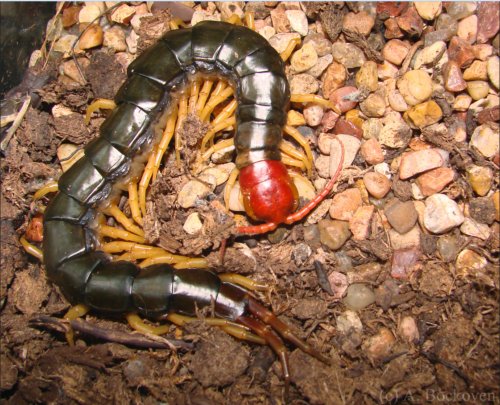 Fig.1. Scolopendra subspinipes mutilans . Crédit A. Bockoven