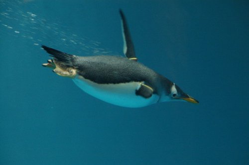 Fig. 1 Vue d’un manchot en nage subaquatique. Crédit Wikipedia Commons. 