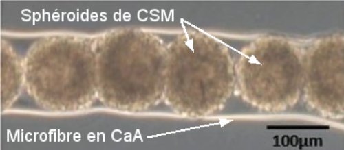 Fig.4. Microphotographie en fond clair de sphéroïdes de CSM inclus dans une microfibre d’alginate de calcium. Crédit Nature communications. 