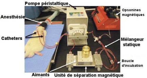 Fig.1. Vue du dispositif de purification du sang appliqué (à gauche de la photo) à un rat de laboratoire anesthésié. Crédit Nature Medicine. 