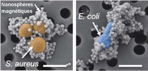 Fig. 3. Micrographies obtenues au microscope électronique à balayage. Elles montrent les nanosphères magnétiques recouvertes d’opsonines liées aux bactéries Staphylococcus aureus (teinté en orange à gauche) et Esterichia coli (en bleu, à droite). Les barres d’échelle valent 1 µm. Crédit Nature Medicine. 