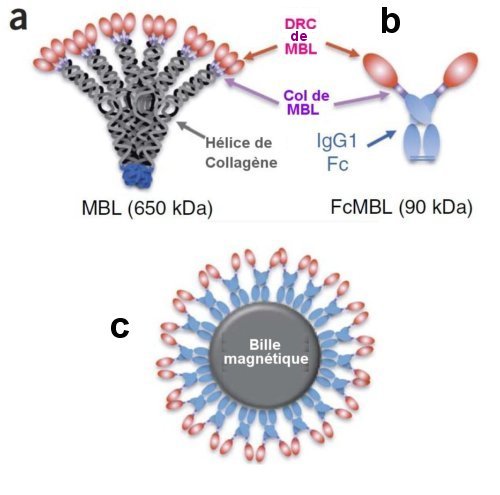 Fig.2. a) MBL est une protéine native dans l’espèce humaine On la trouve en particulier tapissant les voies respiratoires. les extrémités en rose sont les « domaines de reconnaissance de carbo-hydrates » (DRC) b) La petite protéine FcMBL obtenue par fusion des DRC avec la protéine humaine IgG1Fc. c) Nanosphère (125 nm de diamètre) recouverte de protéines Fc MBL dont les DRC pointent vers l’extérieur. Crédit Nature Medicine. 