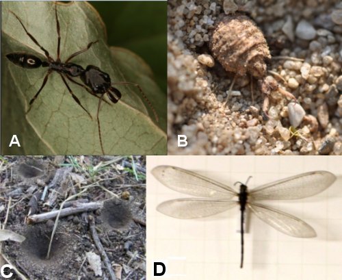 Fig.1. Photographies : A) d’une fourmi Odontomachus brunneus. B) d’une larve de fourmilion. C) de trois pièges de larves de Fourmilion. D) de l’insecte adulte. Crédit Wikipedia C.C. A) N. Burkett-Cadena, B) Aiwok, C) Cyron Ray Macey, D)Daryona 