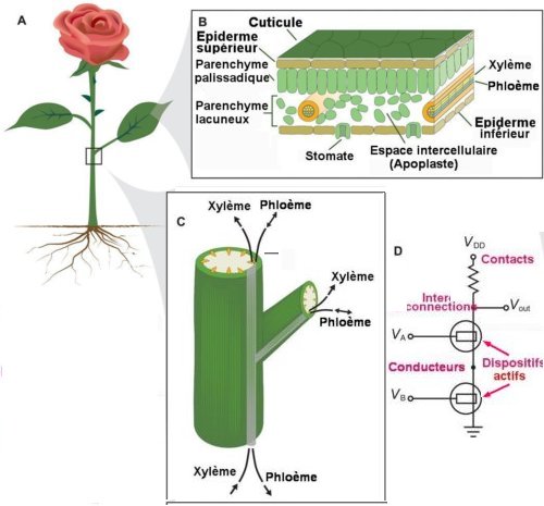  Fig 1 Physiologie élémentaire d’une plante A,B,C. Analogie électronique ,D A ) La rose est constituée de racines, de branches, de feuilles et de fleurs où circule la sève porteuse de signaux chimiques. B) Section transverse d’une feuille de la rose. C) Système vasculaire de la tige de rose. Les canaux du xylème conduisent la sève brute (eau et minéraux) dans un sens ascendant des racines vers les feuilles. Ceux du phloème conduisent la sève élaborée (enrichie par les produits de la photosynthèse) dans le sens ascendant au printemps et vers le bas et vers les fruits en été et en automne. D) On a figuré un circuit électrique analogue au circuit de transmission chimique d’une plante. 