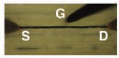 Fig. 3. Micrographie optique de l’OECT construit dans le xylème de la plante. S désigne la source, G la grille, D le drain. Crédit Science Advances C.C.L. 