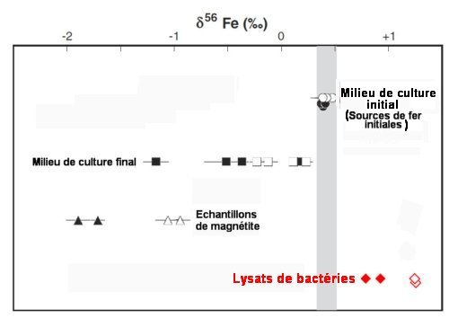 Fig.3 Variations de composition isotopique de Fe56 observées dans des cultures de bactéries magnétotactiques. Valeurs de l'écart δ56Fe pour le milieu de culture initial (les symboles sont des cercles), le milieu de culture final (carrés), échantillons de magnétite d'origine minérale (triangles) et les lysats de bactéries(losanges). Les symboles sont pleins pour les expériences utilisant le quinate de(Fe III) et vides pour celles faites avec l'ascorbate de (FeII) comme sources de fer. Reproduit de Mass-dependent and –independent signature of Fe isotopes inmagnetotactic bacteria, Matthieu Amor, Vincent Busigny, Pascale Louvat, Alexandre Gélabert, Pierre Cartigny, Mickaël Durand-Dubief, Georges Ona-Nguema, Edouard Alphandéry, Imène Chebbi, François Guyot. SCIENCE, 6 MAY 2016 • VOL 352 ISSUE 6286. avec autorisation. 