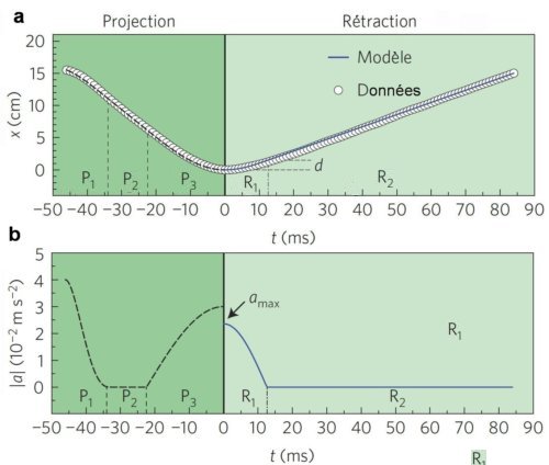 Fig.2. Dynamique de la langue préhensile du caméléon. -La courbe a représente la position du bout de la langue du caméléon par rapport à sa bouche. Les points expérimentaux (ronds blancs) ont été obtenus à l'aide d'une caméra ultra rapide (1000 vues/s). La courbe théorique en bleu est calculée d'après le modèle proposé par les chercheurs Les origines du temps et de la position sont celles où la langue touche la proie. -La courbe b est l'accélération a correspondante. Durant la phase de projection, on distingue 3 périodes, P1 où la forte accélération décroit jusqu'à 0, P2 la vitesse est alors constante, puis, P3 , où l'on a une décélération, la langue touche la proie et s'arrête. Dans la phase de rétraction, la langue repart en sens inverse, durant la période R1, son accélération a décroît jusqu'à 0, la période R2 se déroule alors à vitesse quasi constante. Adapté de " Dynamics of prey prehension by chameleons through viscous adhesion. Fabian Brau, Déborah Lanterbecq, Leïla-Nastasia Zghikh, Vincent Bels and Pascal Damman NATURE PHYSICS Advance on line publication, 20 june 2016". Avec autorisation. 