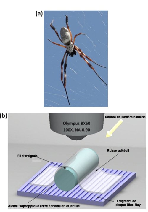 Fig.1. La super-lentille en soie d'araignée erlentille en soie d'araignée a) L'araignée Nephila edulis sur sa toile. b) Schéma de l'imagerie par réflexion à l'aide d'une super-lentille en soie d'araignée. Le fil de soie est directement placé sur la surface de l'objet(ici un fragment de disque Blue -Ray)e t maintenu en place par un ruban adhésif transparent. Les espaces entre soie et objet sont remplis d'alcool isopropylique (indice de réfraction 1,377) qui améliore le contact optique. La super-lentille cylindrique en soie d'araignée collecte l'information en champ proche de l'objet et en projette une image agrandie dans un objectif de microscope standard (grossissement 100x, Na = 0,9). Adapté avec autorisation de "Spider Silk: Mother Nature’s Bio-Superlens James N. Monks, Bing Yan, Nicholas Hawkins, Fritz Vollrath, and Zengbo Wang Nano Lett. August 17, 2016, published on line". Copyright (2016) American Chemical Society. 