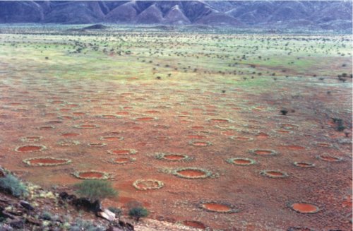 Fig.1.Photo de cercles de fées en Namibie Crédit Stephan Getzin (via Beavis729) — Travail personnel, CC ; 2. BY 2.5. 