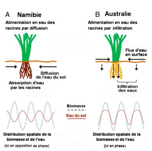  Fig.3. Mécanisme de formation des figures Schéma des deux différents mécanismes à l’œuvre dans les écosystèmes de Namibie (A) et d’Australie (B). Ils conduisent pourtant à une même instabilité de croissance de la biomasse en fonction de la précipitation annuelle. Cette instabilité induit la formation des cercles de fées. La différence entre A et B réside dans le mécanisme de transport de l’eau de pluie. En Namibie, il s’agit d’une diffusion dans un sol sableux alors qu’en Australie c’est un écoulement superficiel sur un sol dur et argileux. La distribution de l’eau dans le sol, en opposition de phase avec celle de la biomasse dans le cas (A) de la Namibie, est en phase avec celle de l’Australie. Reproduit de PNAS, March 29, 2016 vol. 113 no. 13 Sur la figure suivante on peut voir deux vues de surfaces de 500m
