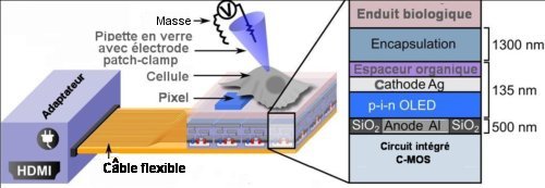 Fig.1. Schéma de l’excitation optogénétique d’une cellule par une matrice d’OLEDs Une cellule (dessinée sans tenir compte de l’échelle) est placée sur la micromatrice d’OLEDs. Celle-ci est connecté à un adaptateur HDMI. Ce dernier permet, en agissant sur le circuit intégré C-MOS d’allumer ou d’éteindre chaque pixel de la matrice, contrôlant ainsi l’exposition lumineuse de la cellule. Les variations dues à la lumière du courant dans la membrane cellulaire sont mesurées avec une électrode patch clamp fonctionnant dans le mode à potentiel constant. L’insert élargi de droite détaille la structure de la matrice d’OLEDs. L’enduit biologique à la surface de la matrice permet aux cellules d’adhérer à cell-ci. Adapté de Arrays of microscopic organic LEDs for high-resolution optogenetics Anja Steude, Emily C. Witts, Gareth B. Miles, Malte C. Gather, Science Advances 2016; 2 : e1600061, 6 May 2016 CC BY-NC 4.0 