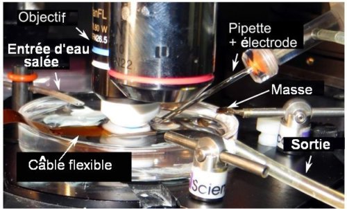 Fig.2. Photographie du dispositif expérimental Le microscope équipé d’un objectif à immersion à eau est utilisé pour positionner directement l’électrode. La micro-matrice et l’électrode de masse sont placées dans une boîte de Pétri remplie de solution d’eau salée(sérum physiologique). Le câble flexible rejoint l’adaptateur HDMI situé hors du champ. Une circulation renouvelle constamment la solution salée. Adapté de Arrays of microscopic organic LEDs for high-resolution optogenetics Anja Steude, Emily C. Witts, Gareth B. Miles, Malte C. Gather, Science Advances 2016; 2 : e1600061, 6 May 2016 CC BY-NC 4.0. 