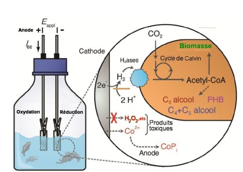 Fig.2. Schéma du système hybride biologique et électrochimique Dans ce réacteur, la décomposition de l’eau produit du H2 , source d’énergie intermédiaire qui est oxydé par des hydrogénases (H2ases) pour alimenter R. eutropha. Cette bactérie va assimiler le CO2 pour produire selon un cycle dit de Calvin de la biomasse et divers composés organiques :PHB: poly(3-hydroxybutyrate); C3: isopropanol; C4: isobutanol; C5: 3-methyl-1-butanol. Le système biocompatible de décomposition de l’eau minimise la production des espèces chimiques oxygénées (ECO) et fixe le Co2+ dégagé à la cathode sur l’anode Co-Pi . Adapté de Water splitting–biosynthetic system with CO2 reduction efficiencies exceeding photosynthesis Chong Liu, Brendan C. Colón, Marika Ziesack, Pamela A. Silver, Daniel G. Nocera, SCIENCE, 3 JUNE 2016 • VOL 352 ISSUE 6290, avec autorisation. 