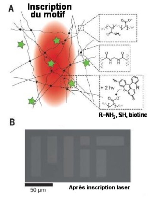 Fig.1 Inscription du motif 3D dans le gel A)Schéma du processus d’obtention du motif 3D dans le gel (traits et ronds noirs) par liaison chimique de fluorescéine (étoiles vertes) à la matrice de polymère sous l’effet des photons du laser. La fluorescéine peut porter un réactif R. hν est l’énergie d’un photon de fréquence ν. B) Fluorescence résiduelle de la fluorescéine juste après l’inscription du motif. Tiré de 3D nanofabrication by volumetric deposition and controlled shrinkage of patterned scaffolds Daniel Oran, Samuel G. Rodriques, Ruixuan Gao, Shoh Asano, Mark A. Skylar-Scott, Fei Chen, Paul W. Tillberg, Adam H. Marblestone, Edward S. Boyden, Science 362, 1281–1285 (2018) 14 December 2018