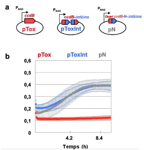 Fig.2 Comparaison des toxicités d'une toxine entière avec la toxine interrompue par fusion avec une intéine. a)Caractéristiques des plasmides pTox, pToxint, et pN. Le plasmide PTox contient la toxine (en rouge) de gène ccdb clonée sous le promoteur PBAD tandis que, dans PToxint ccdb est interrompu par l'intéine scindée dnaE(en bleu)dont les extrémités ont fusionné. Le plasmide pN (ccdB-dnae-N) est non toxique et sert de contrôle. b) Courbes de croissance dans un milieu liquide de bactéries contenant les plasmides des trois types ci-dessus. Les vitesses de croissance des bactéries contenant le plasmide non toxique pN ou le plasmide pToxint sont les mêmes. Au contraire, les bactéries contenant le plasmide pTox ont une vitesse de croissance nulle. Adapté de Engineered toxin–intein antimicrobials can selectively target and kill antibiotic-resistant bacteria in mixed populations Rocío López-Igual1, Joaquín Bernal-Bayard, Alfonso Rodríguez-Patón , Jean-Marc Ghigo and Didier Mazel . Nature Biotechnology | 2019. Avec autorisation.