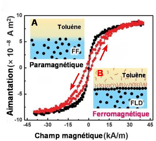 Fig.1. Transformation d’un ferrofluide paramagnétique (FF) en un ferromagnétique liquide (FLD) A) La courbe représente l’’aimantation en fonction du champ magnétique appliqué des gouttelettes de ferrofluide sans le POSS-NH2. La courbe est caractéristique d’un paramagnétique B) La courbe rouge présente l’hystérésis significatif des ferromagnétiques : le chemin est différent selon que le champ magnétique extérieur croît ou décroit; il en résulte qu’à champ extérieur nul il subsiste une aimantation rémanente. Elle correspond à une concentration suffisante de POSS-NH2 pour que l’interface soit complètement recouverte de nanoparticules d’oxyde de fer. La concentration de nanoparticules de Fe3O4-CO2H est la même dans les deux cas, ce qui explique que l’aimantation maximum soit la même. Tiré de Reconfigurable ferromagnetic liquid droplets Xubo Liu, Noah Kent, Alejandro Ceballos, Robert Streubel, Yufeng Jiang, Yu Chai, Paul Y. Kim, Joe Forth, Frances Hellman, Shaowei Shi, Dong Wang, Brett A. Helms, Paul D. Ashby, Peter Fischer, Thomas P. Russell. Science 365, 264–267 (2019) 19 July 2019 . Avec autorisation.