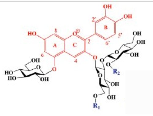 Fig.1. Structures des anthocyanines du chou rouge En R1et R2 peuvent se lier des radicaux correspondant aux 8 anthocyanines P1 à P8. Dans le cas de l’anthocyanine P2, R1 est l’ion hydrogène H et R2 est le radical spanoyl Tiré de Discovery of a natural cyan blue: A unique food-sourced anthocyanin could replace synthetic brilliant blue Pamela R. Denish, Justin B. Siegel et al. Sci. Adv. 2021; 7 : eabe7871 7 April 2021 Creative Commons Attribution License 4.0 (CC BY)